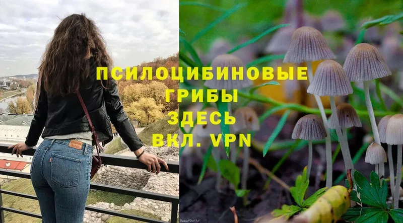 Псилоцибиновые грибы Magic Shrooms  цена   Кинель 